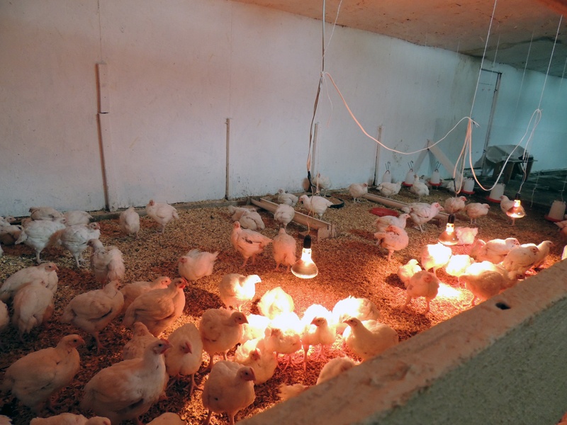 Собственное хозяйство.