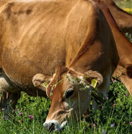 ФЕРМЕРСТВО И РЕМЕСЛА