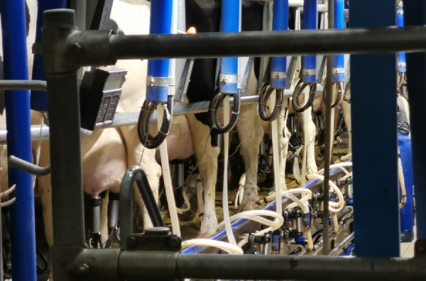 Ферма «Швейцарское молоко»