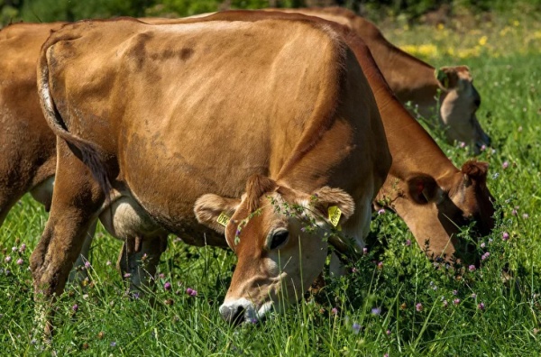 Органическая ферма «История в Богимово»