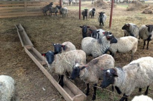 Экоферма «Старое Шопотово»