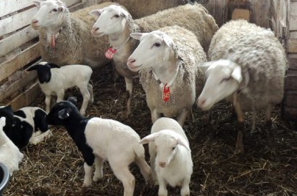 Ферма «Капри»