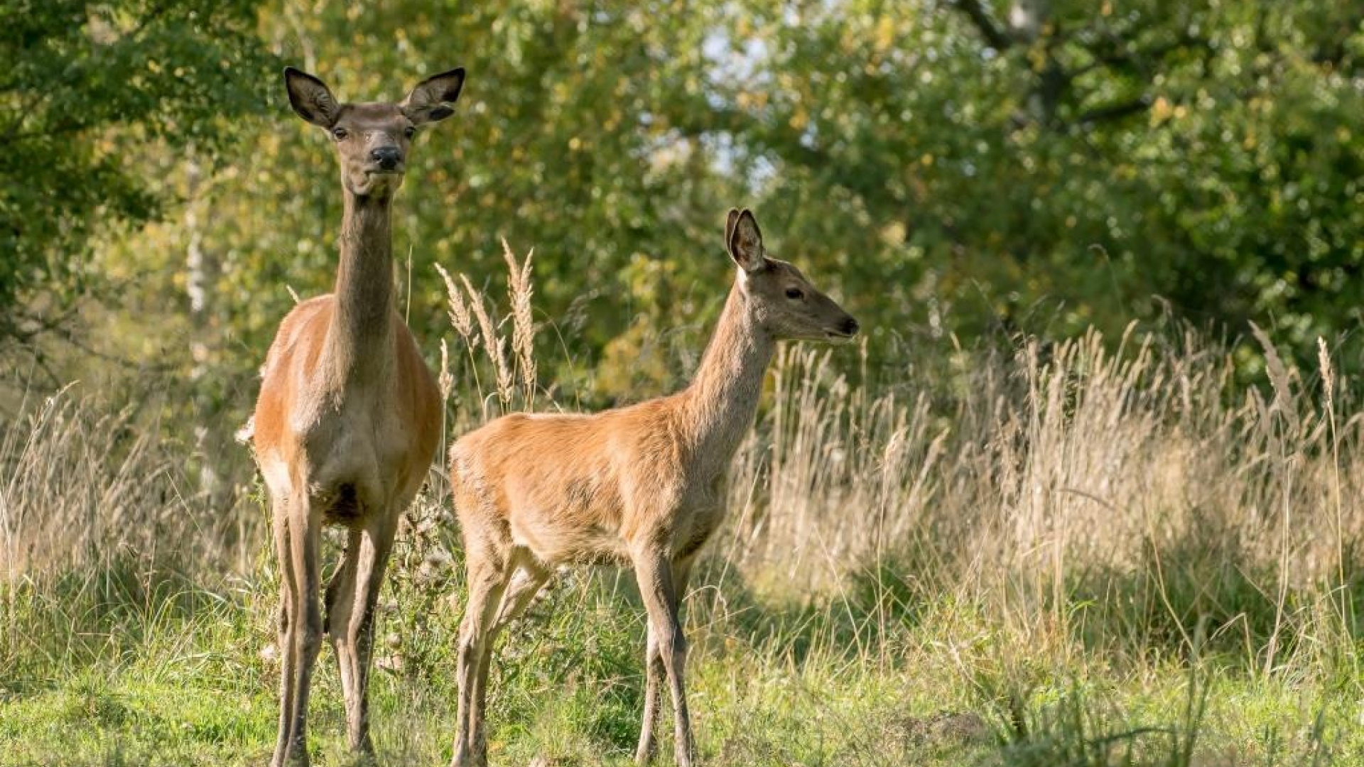 Охотхозяйство «Воря»