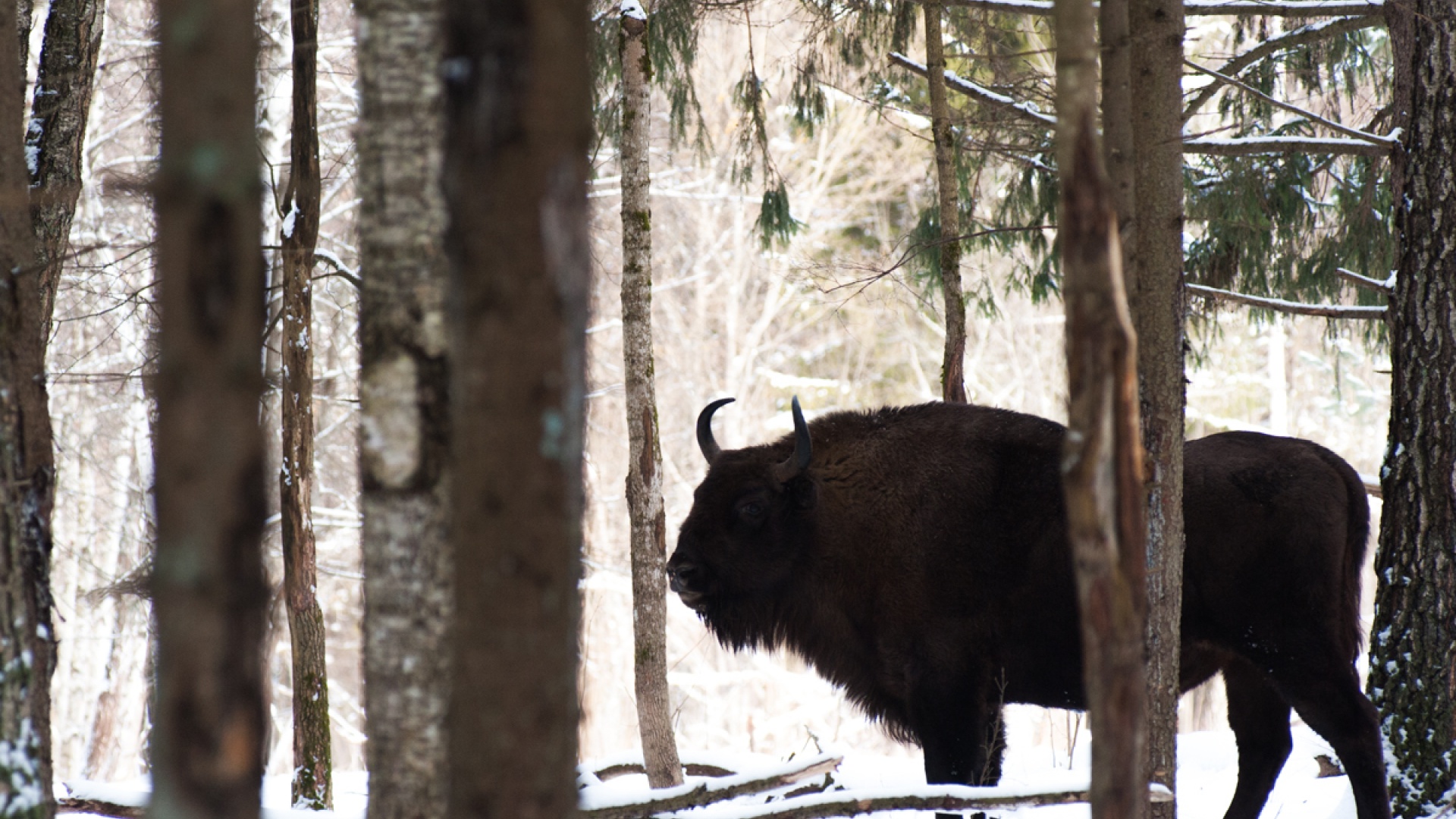 Заповедник «Калужские засеки»