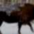Художественная выставка про диких быков — Центральному зубровому питомнику 75 лет
