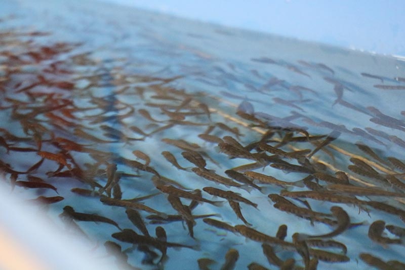 Калужская форель - резервуар с мальками