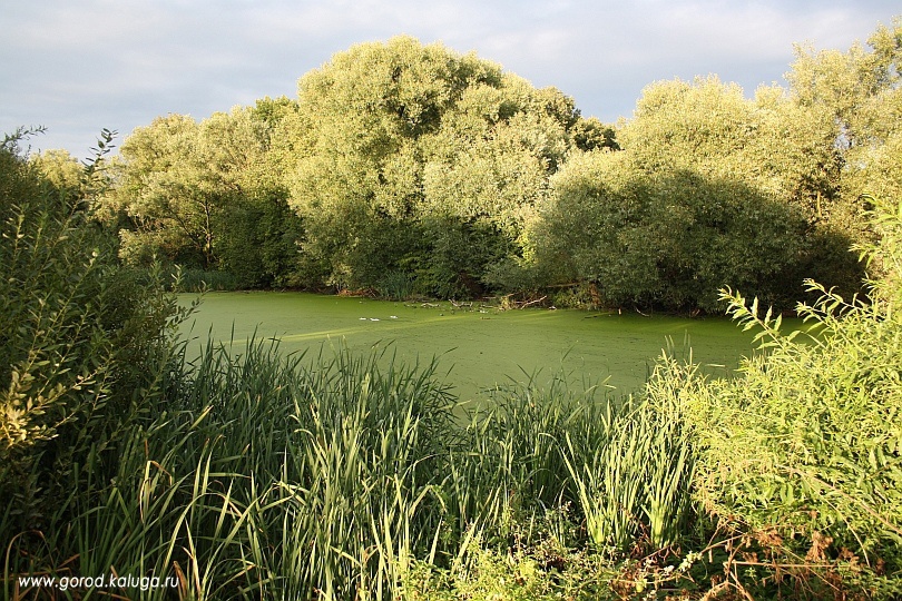 Усадебный пруд