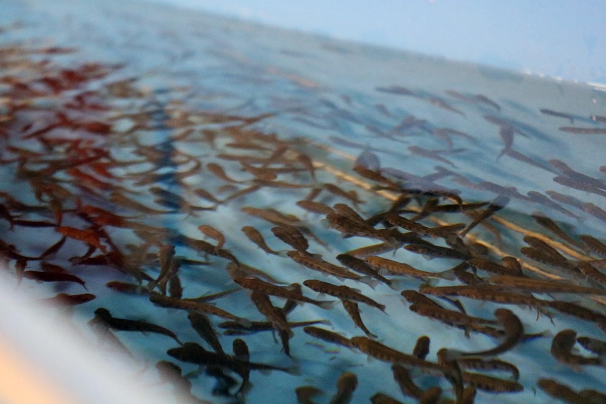 Резервуар с мальками радужной форели