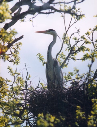 Серая цапля в гнезде