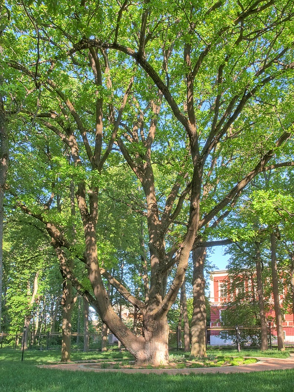 Многовековой дуб - ровесник города Калуги.