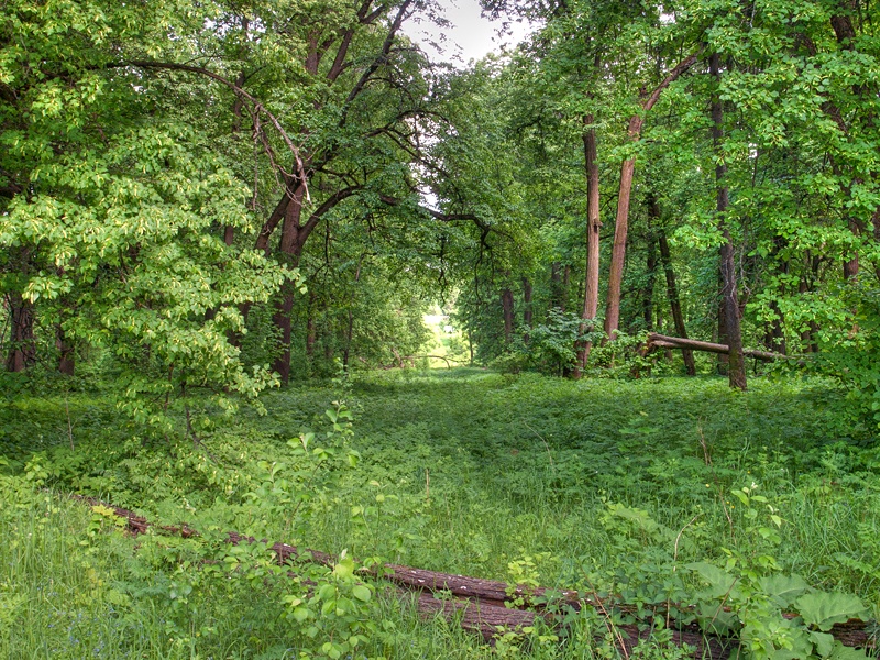 Усадебный парк.