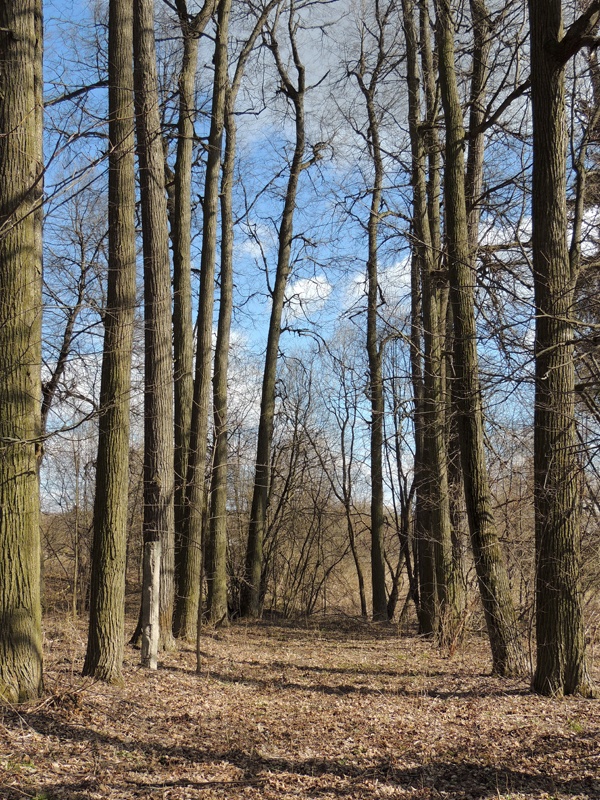 Липовая аллея.