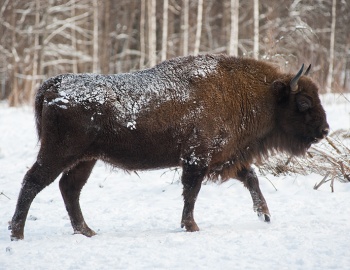 Художественная выставка про диких быков — Центральному зубровому питомнику 75 лет