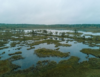 Галкинское болото