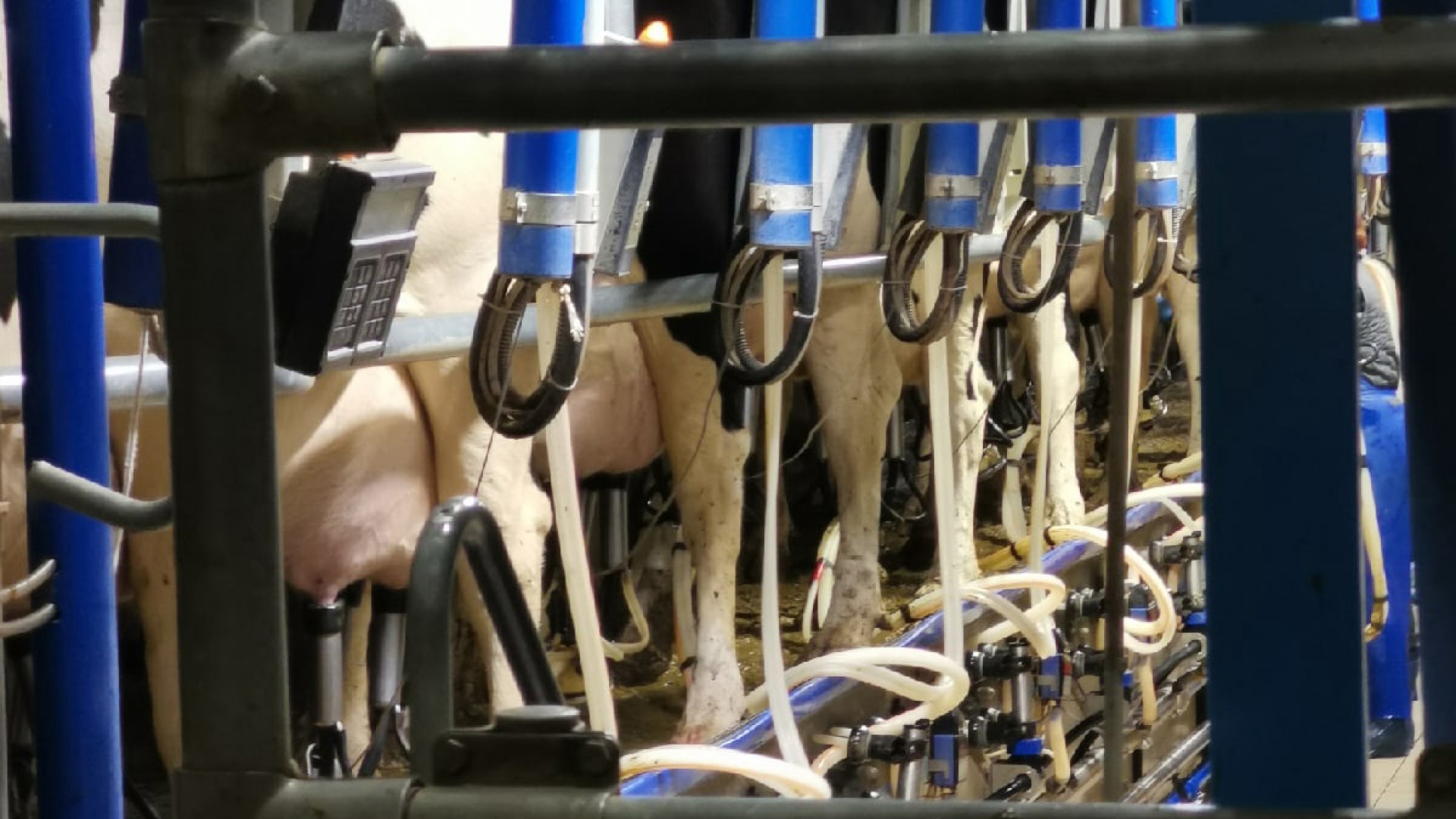 Ферма «Швейцарское молоко»