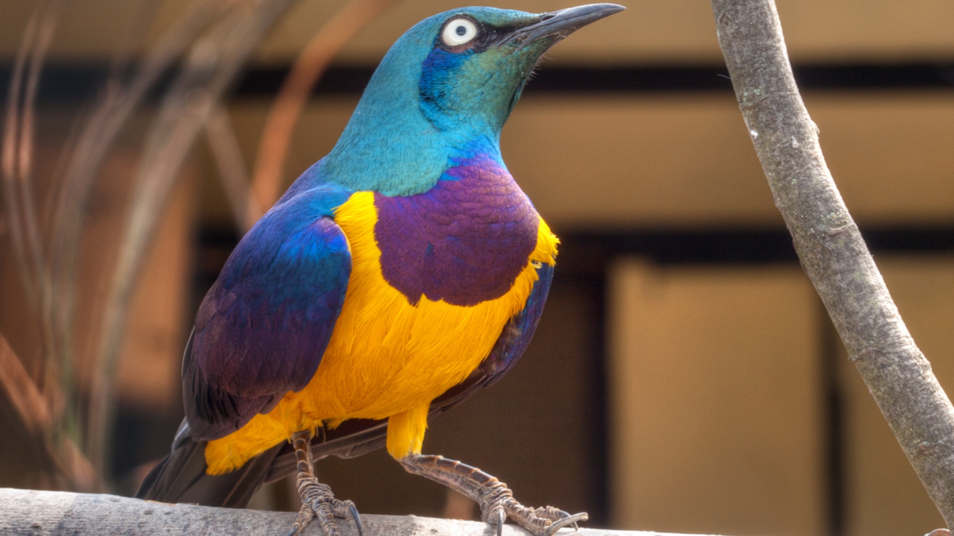 Парк птиц «Воробьи»