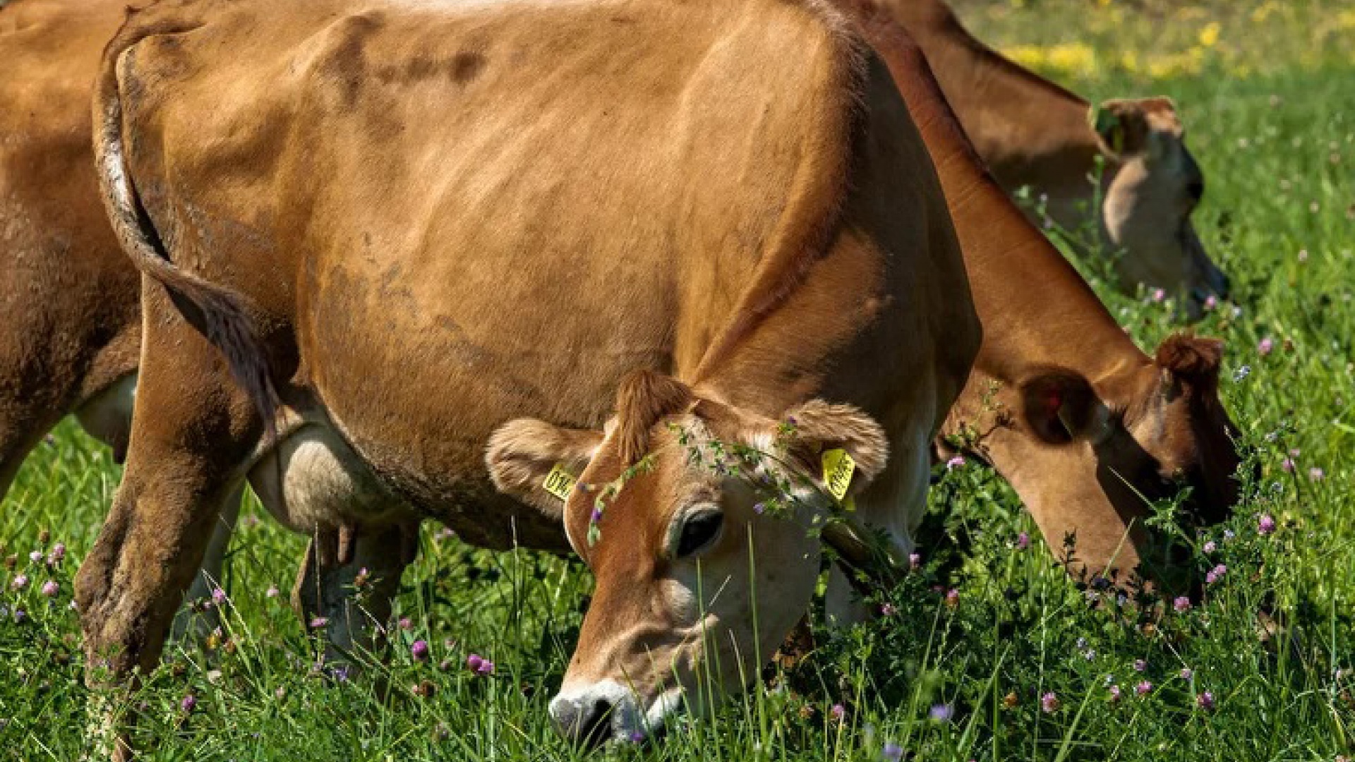 Органическая ферма «История в Богимово»
