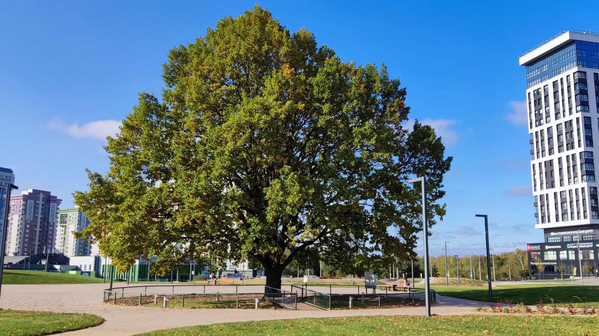 Дуб у Дома Ученых