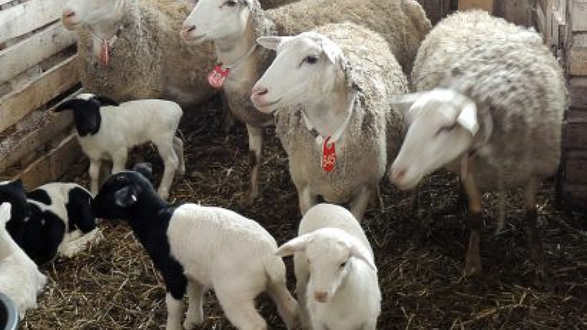 Ферма «Капри»